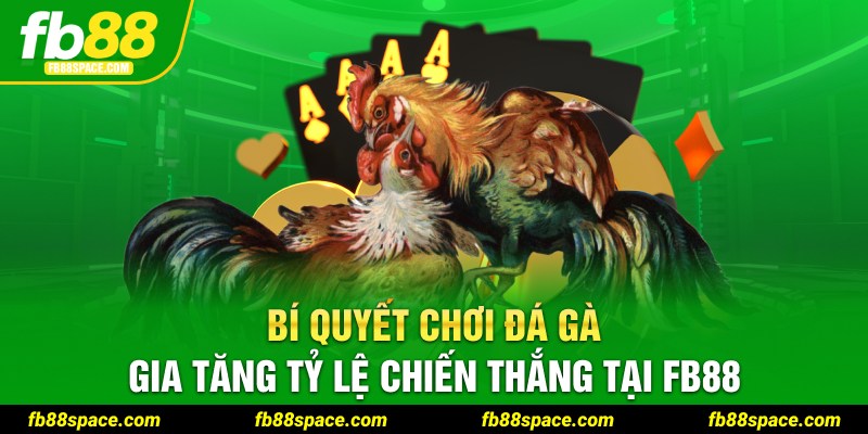 Bí quyết chơi đá gà gia tăng tỷ lệ chiến thắng tại FB88