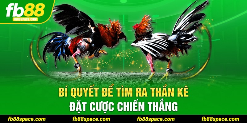 Bí quyết để tìm ra thần kê đặt cược chiến thắng