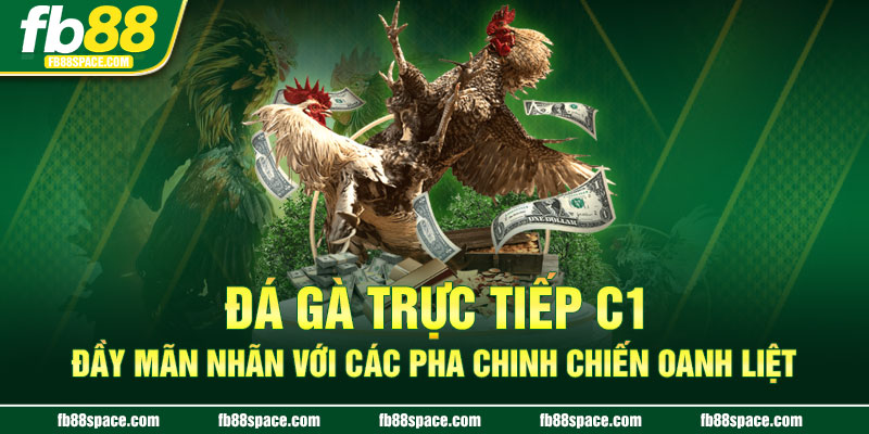 Đá gà trực tiếp C1 đầy mãn nhãn với các pha chinh chiến oanh liệt