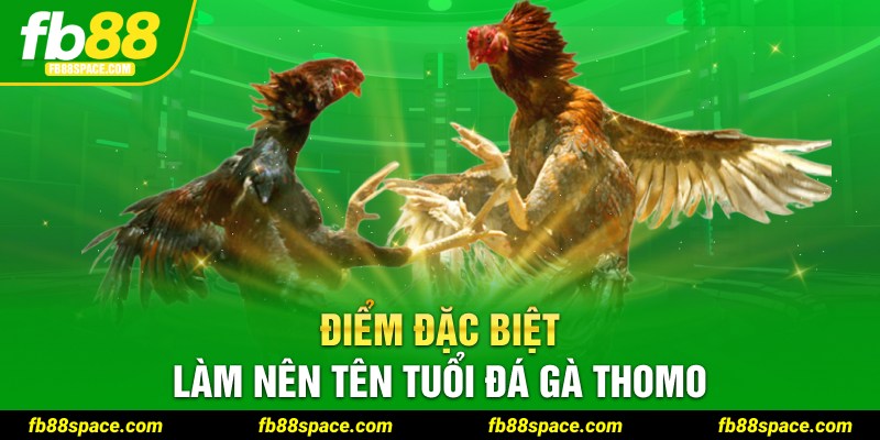 Điểm đặc biệt làm nên tên tuổi đá gà Thomo