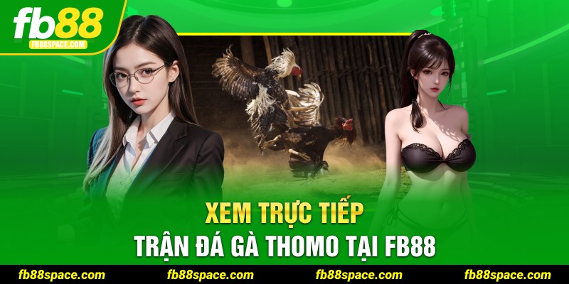 Xem trực tiếp trận đá gà Thomo tại FB88